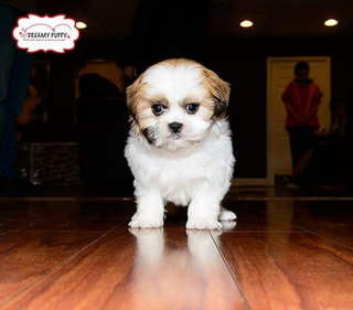 Illustration for article titled Dreamy Puppy Puppies offers much
more than cute puppies in Chantilly & Fredericksburg